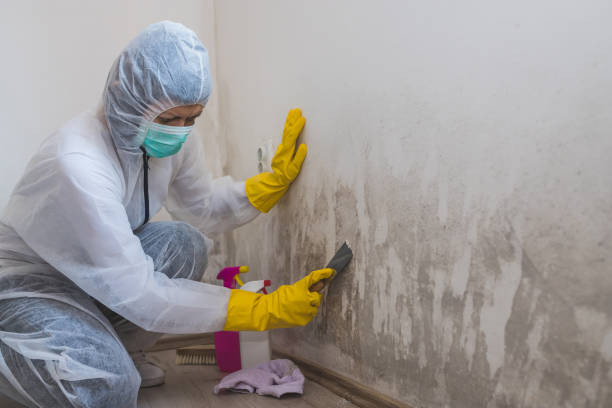 Best Mold Remediation for Specific Building Types in North Auburn, CA
