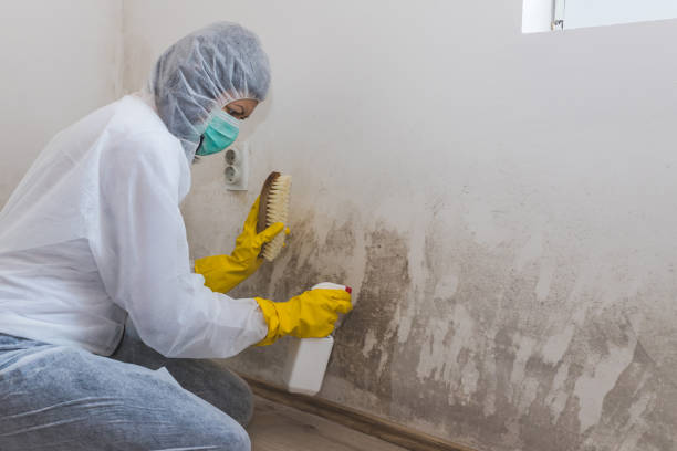 Best DIY Mold Remediation Support Services in North Auburn, CA
