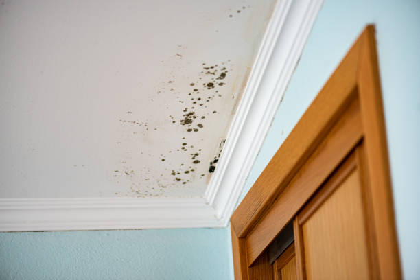 Best Mold Testing and Inspection Services in North Auburn, CA