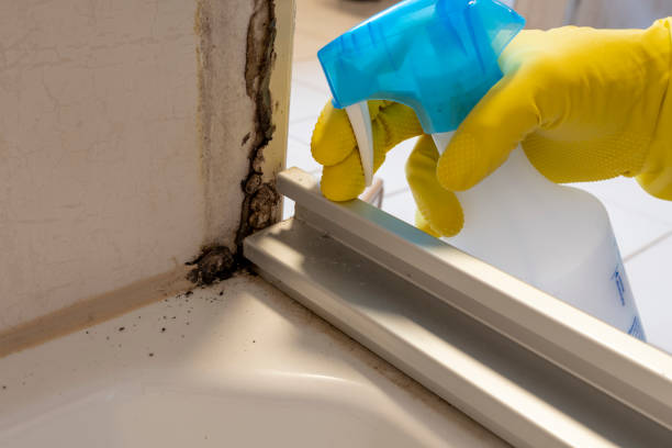 Best Commercial Mold Remediation in North Auburn, CA