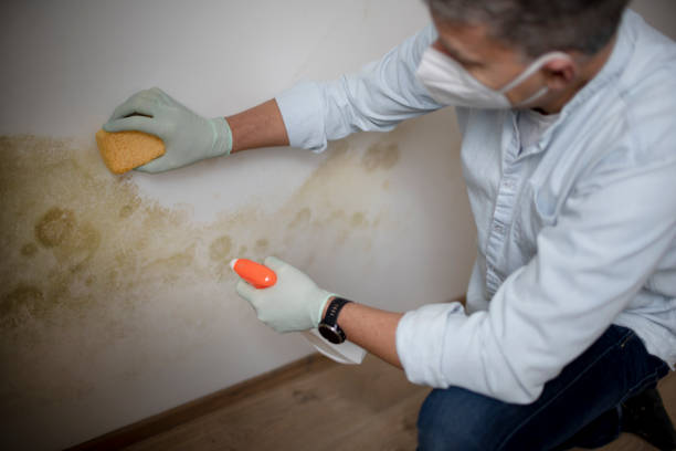 Professional Mold Remediation in North Auburn, CA