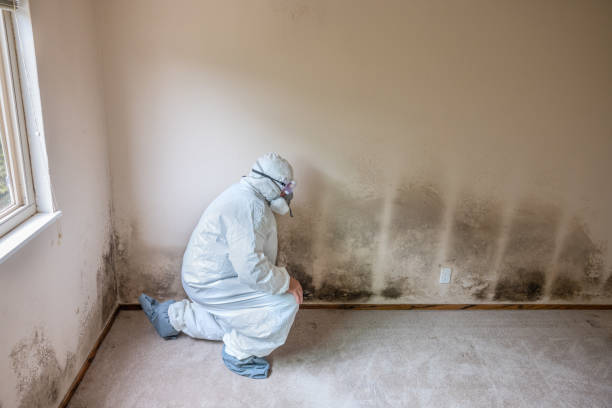 Professional Mold Remediation in North Auburn, CA