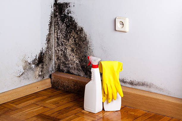 Best Preventive Mold Services in North Auburn, CA