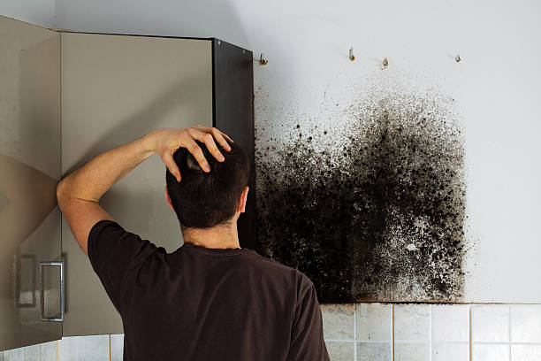 Best Mold Testing and Inspection Services in North Auburn, CA
