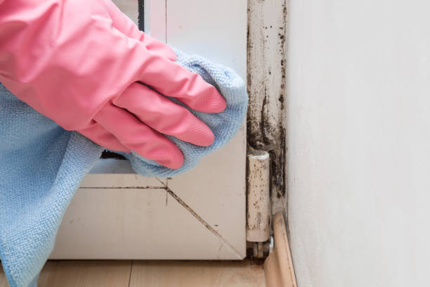 Best Bathroom Mold Remediation in North Auburn, CA