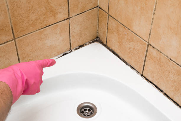 Best Black Mold Remediation in North Auburn, CA
